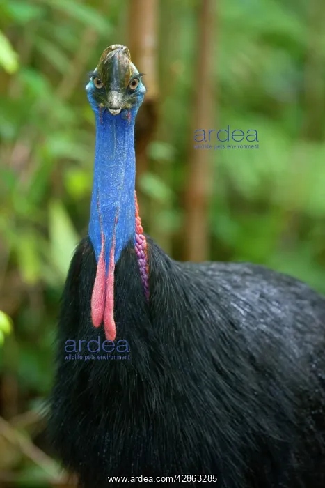 : Southern Cassowary - frontal portrait of an adult : Southern Cassowary - frontal portrait of an adult