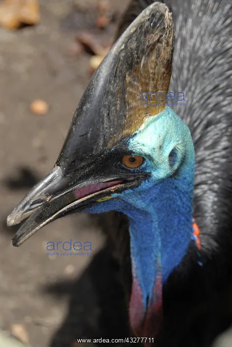 : Southern Cassowary with horn-like casque in captivity - priv : Southern Cassowary with horn-like casque in captivity - priv