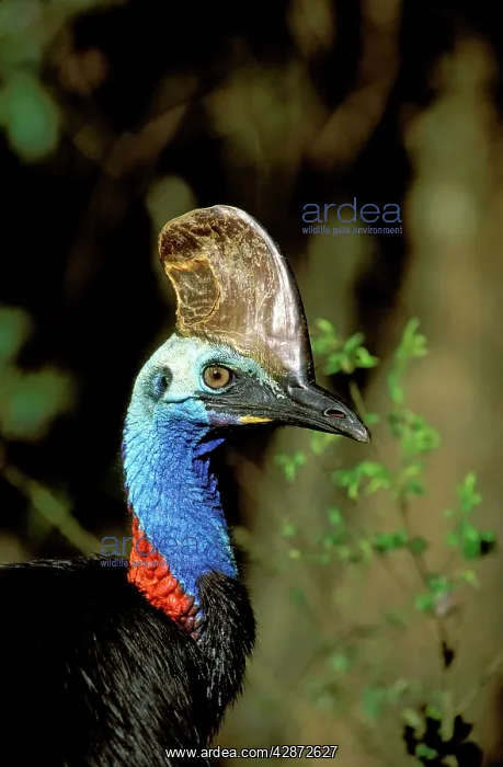 : Southern Cassowary - Male in tropical rainforest : Southern Cassowary - Male in tropical rainforest