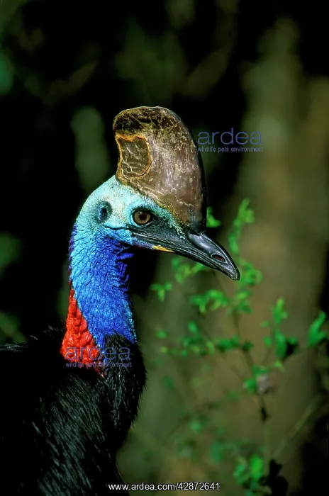 : Southern Cassowary - Male in tropical rainforest : Southern Cassowary - Male in tropical rainforest
