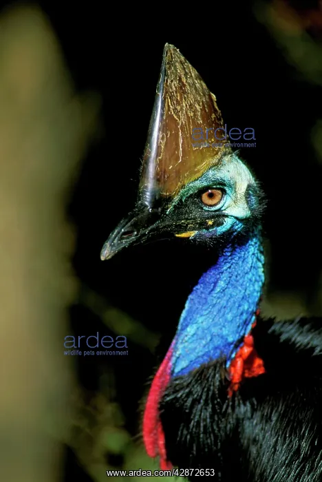 : Southern Cassowary - Male in tropical rainforest : Southern Cassowary - Male in tropical rainforest