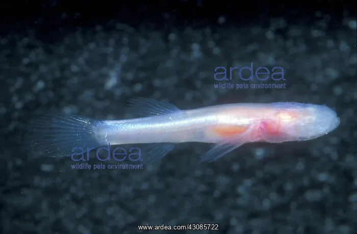 : Southern Cave Fish : Southern Cave Fish