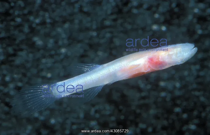 : Southern Cave Fish : Southern Cave Fish