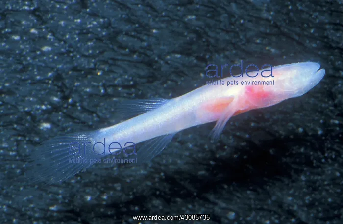 : Southern Cave Fish : Southern Cave Fish