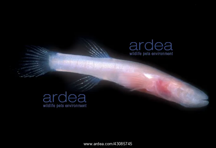 : Southern Cave Fish : Southern Cave Fish