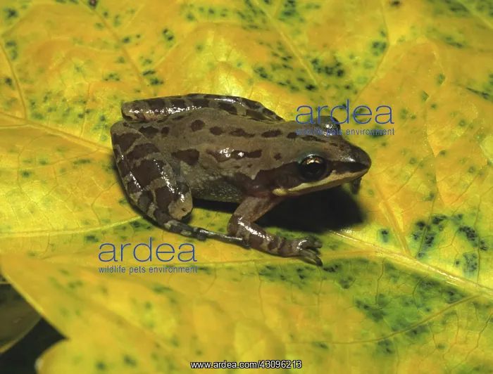 : Southern Chorus Frog : Southern Chorus Frog