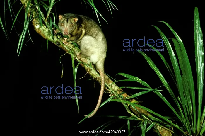 : Southern common cuscus (Phalanger intercastellanus) : Southern common cuscus (Phalanger intercastellanus)