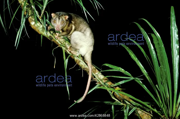 : Southern Common Cuscus - On tree branch : Southern Common Cuscus - On tree branch