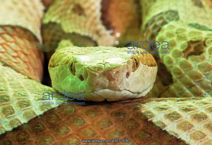: Southern Copperhead : Southern Copperhead