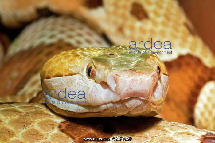 : Southern Copperhead : Southern Copperhead