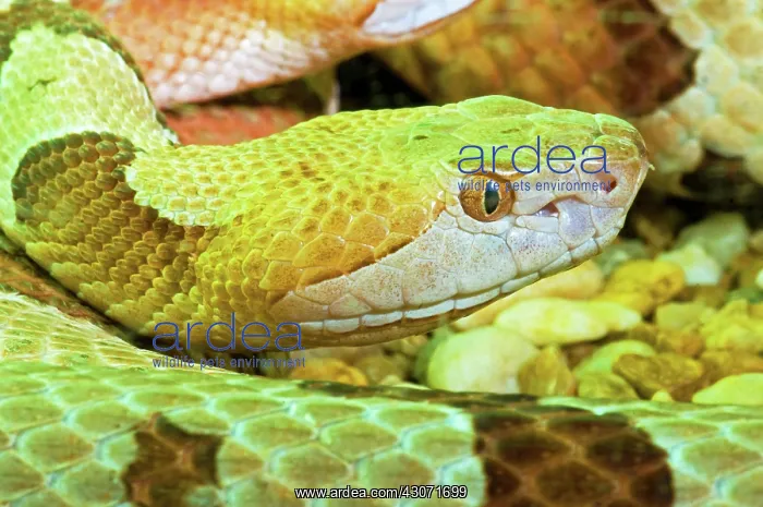 : Southern Copperhead : Southern Copperhead