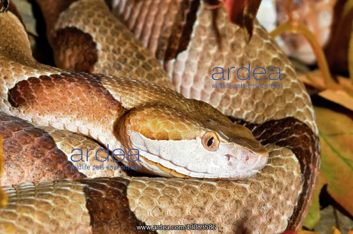 : Southern Copperhead : Southern Copperhead