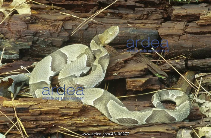 : Southern Copperhead : Southern Copperhead