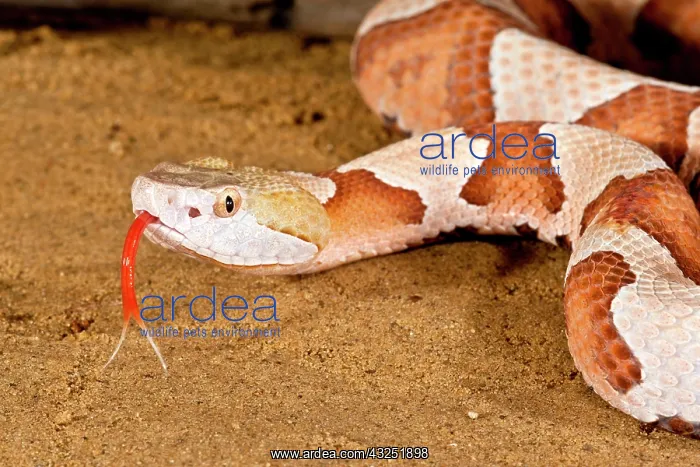 : Southern Copperhead, Agkistrodon contortrix : Southern Copperhead, Agkistrodon contortrix