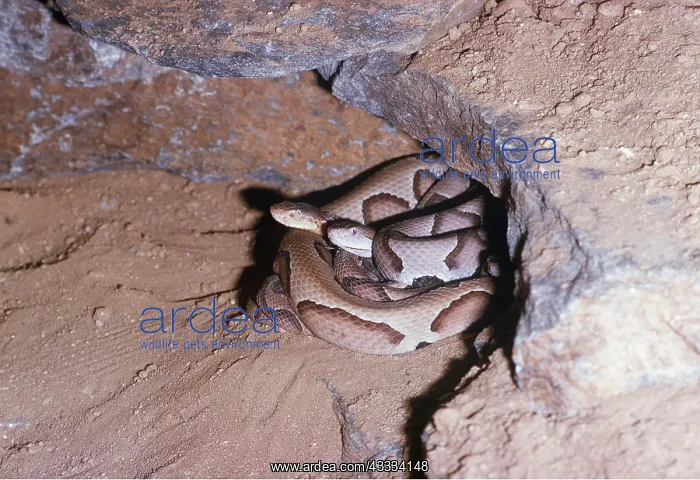 : Southern Copperhead SNAKE : Southern Copperhead SNAKE
