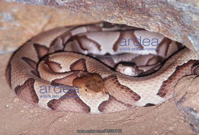 : Southern Copperhead SNAKE - Coiled : Southern Copperhead SNAKE - Coiled