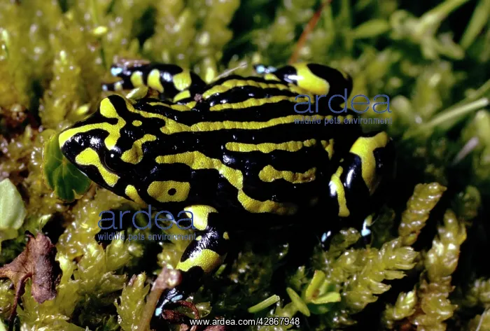 : Southern Corroboree Frog : Southern Corroboree Frog