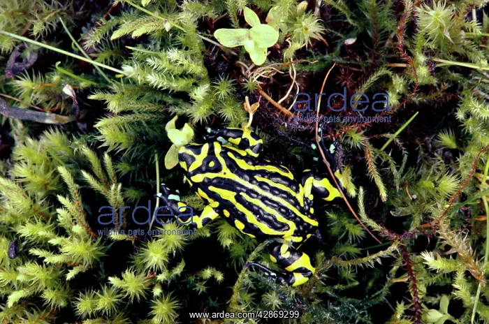 : Southern Corroboree Frog