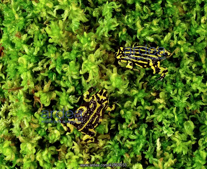 : Southern Corroboree Frog : Southern Corroboree Frog
