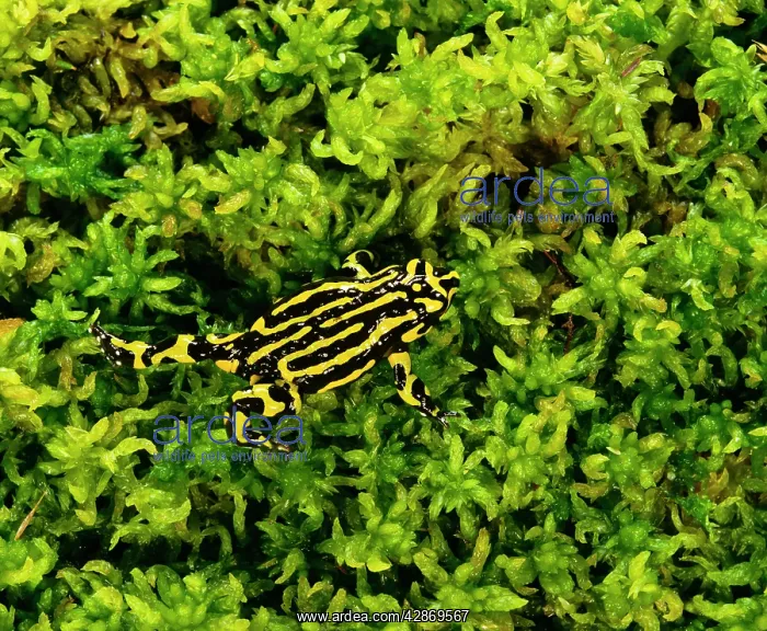 : Southern Corroboree Frog : Southern Corroboree Frog