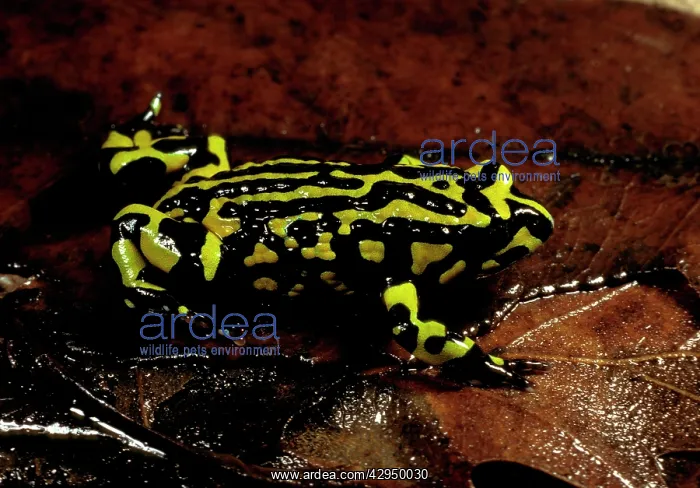 : Southern corroboree frog : Southern corroboree frog
