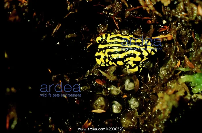 : Southern corroboree frog - with embryos in large : Southern corroboree frog - with embryos in large