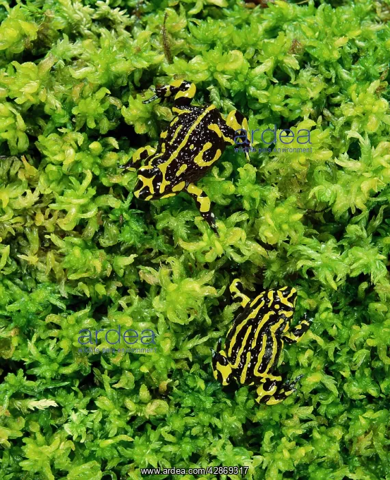 : Southern Corroboree Frog - Lives in sphagnum moss : Southern Corroboree Frog - Lives in sphagnum moss