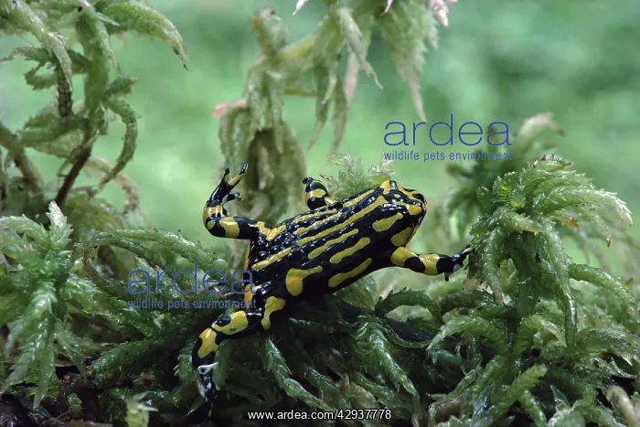 : Southern corroboree frog (Pseudophryne corroboree) : Southern corroboree frog (Pseudophryne corroboree)