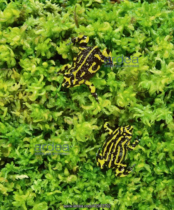 : Southern corroboree frog (Pseudophryne corroboree) : Southern corroboree frog (Pseudophryne corroboree)