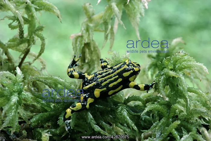 : Southern Corroboree Frog - Underwater in Sphagnum moss : Southern Corroboree Frog - Underwater in Sphagnum moss