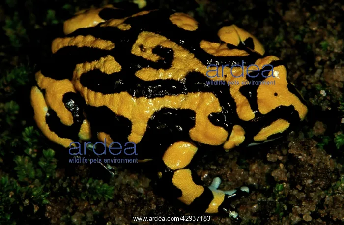 : A Southern corroboree frog - with unusual pattern : A Southern corroboree frog - with unusual pattern