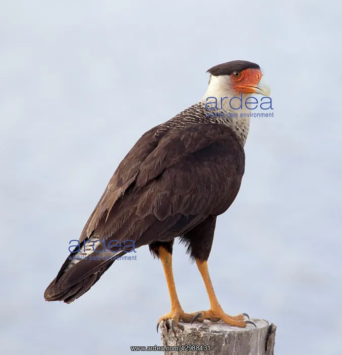 : Southern Crested Caracara : Southern Crested Caracara