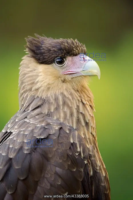 : Southern crested caracara (Caracara plancus), portrait : Southern crested caracara (Caracara plancus), portrait