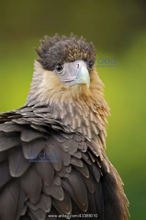: Southern crested caracara (Caracara plancus), portrait : Southern crested caracara (Caracara plancus), portrait