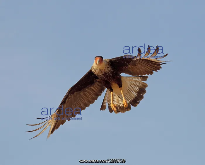 : Southern Crested Caracara - in flight : Southern Crested Caracara - in flight