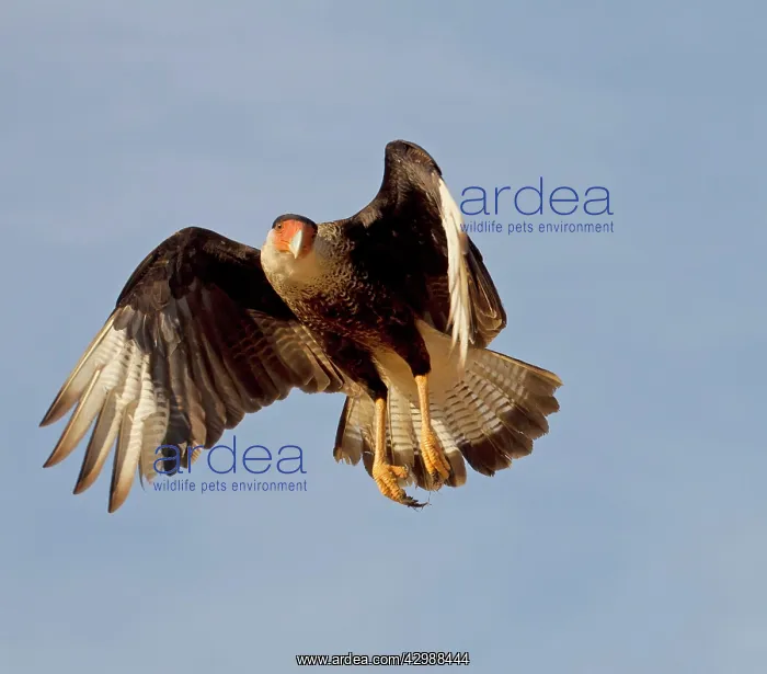 : Southern Crested Caracara - in flight : Southern Crested Caracara - in flight