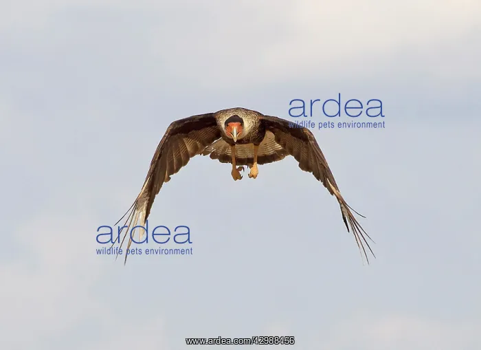 : Southern Crested Caracara - in flight : Southern Crested Caracara - in flight