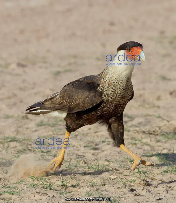 : Southern Crested Caracara - in the ground : Southern Crested Caracara - in the ground