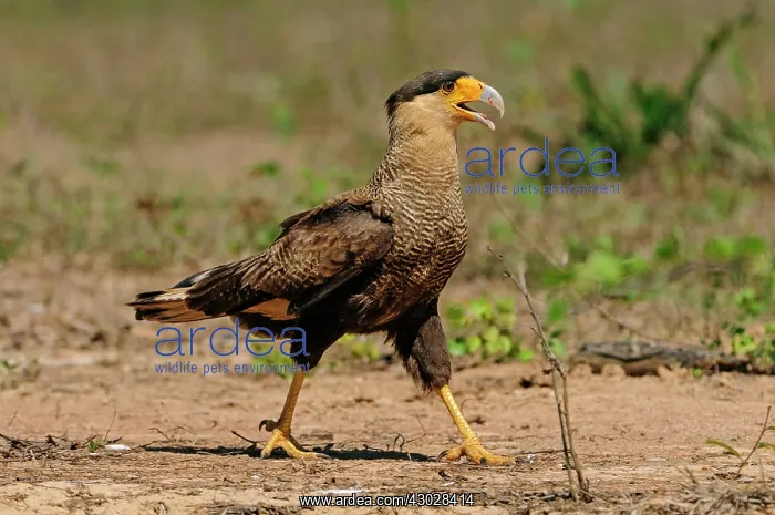 : Southern Crested Caracara, Pantanal Wetlands, Mato : Southern Crested Caracara, Pantanal Wetlands, Mato