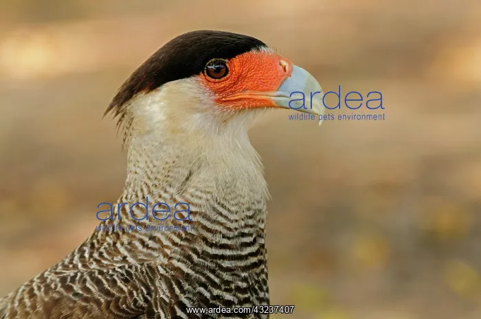 : Southern Crested Caracara, portrait, Pantanal Wetlands : Southern Crested Caracara, portrait, Pantanal Wetlands