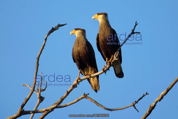 : Southern Crested Caracara / Southern Caracara - : Southern Crested Caracara / Southern Caracara -