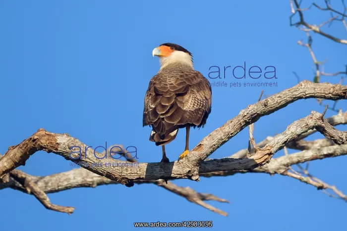 : Southern Crested Caracara / Southern Caracara - : Southern Crested Caracara / Southern Caracara -