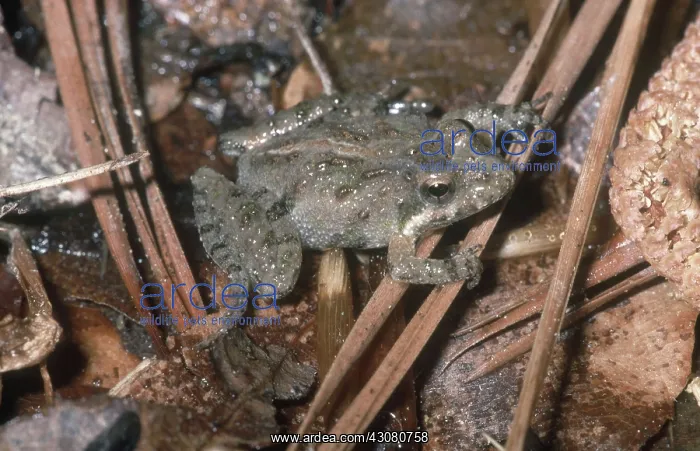 : Southern Cricket Frog : Southern Cricket Frog