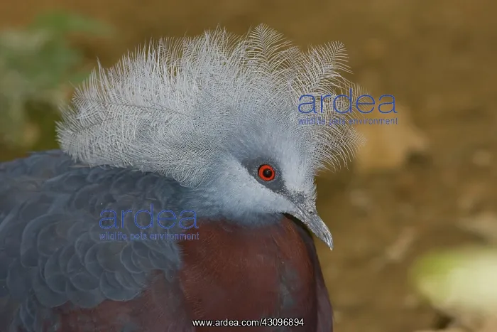 : Southern Crowned Pigeon : Southern Crowned Pigeon
