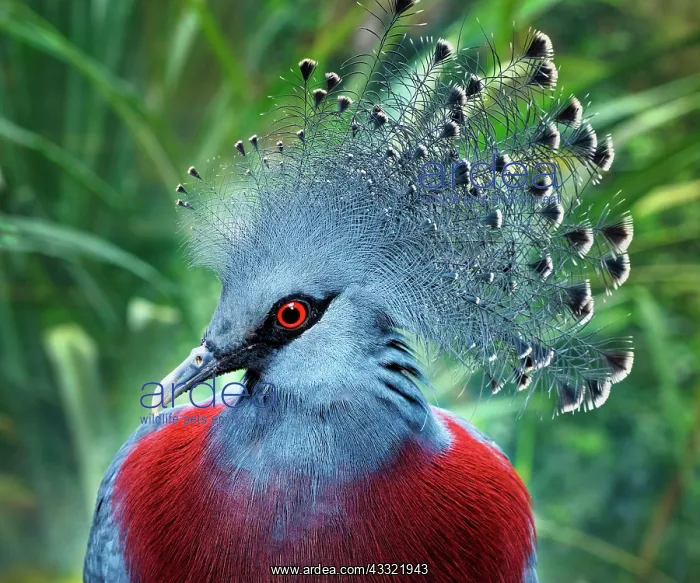  : Southern Crowned Pigeon (Goura scheepmakeri), captive