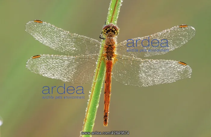 : Southern Darter DRAGONFLY : Southern Darter DRAGONFLY