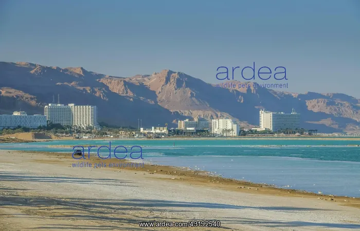 : Southern Dead Sea, hotel facilities, En Bokek, Israel : Southern Dead Sea, hotel facilities, En Bokek, Israel
