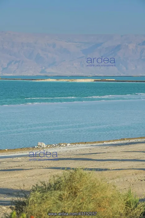 : Southern Dead Sea near En Bokek, Israel, Asia : Southern Dead Sea near En Bokek, Israel, Asia