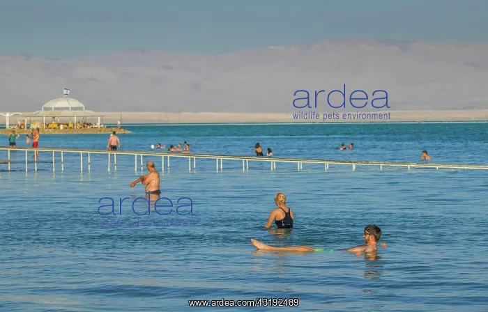 : Southern Dead Sea, People, Bathing, En Bokek, Israel : Southern Dead Sea, People, Bathing, En Bokek, Israel