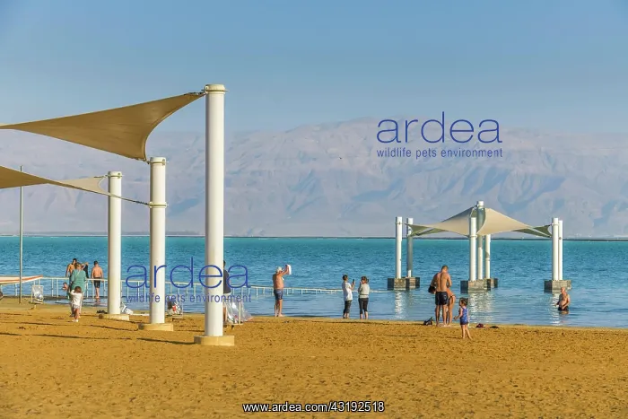 : Southern Dead Sea, People, Bathing, Awning, En Bokek : Southern Dead Sea, People, Bathing, Awning, En Bokek